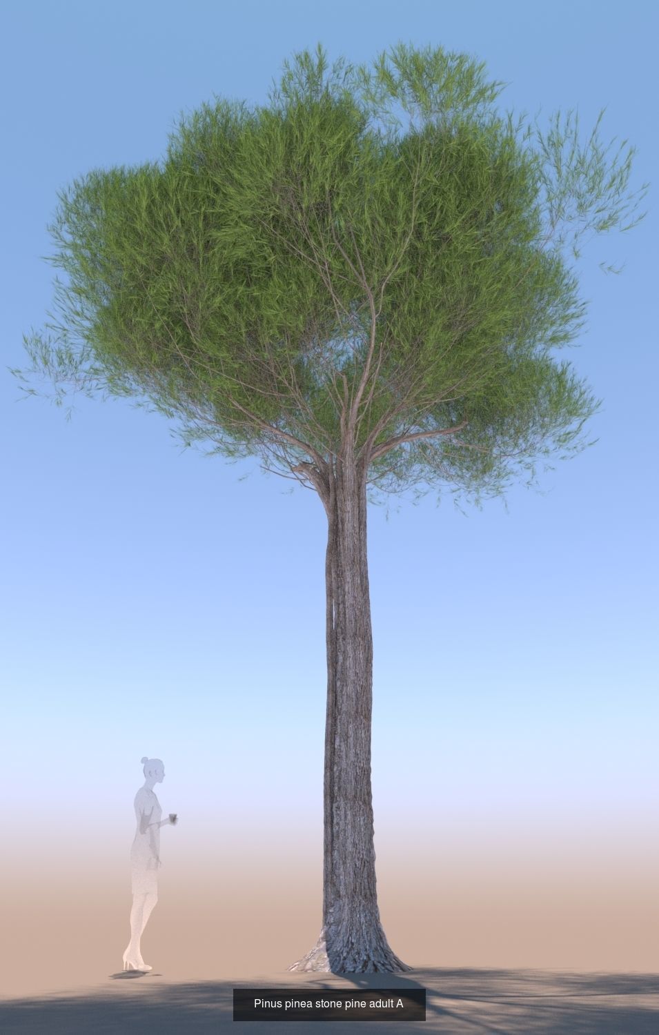 11 Pinus pinea stone pine trees 3D Model Collection_17