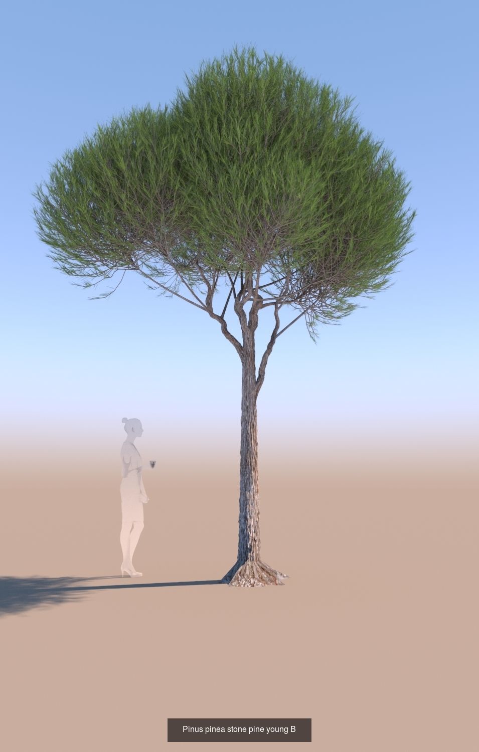 11 Pinus pinea stone pine trees 3D Model Collection_8