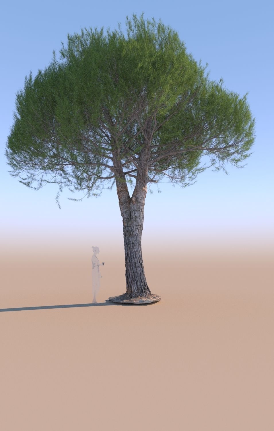 11 Pinus pinea stone pine trees 3D Model Collection_14