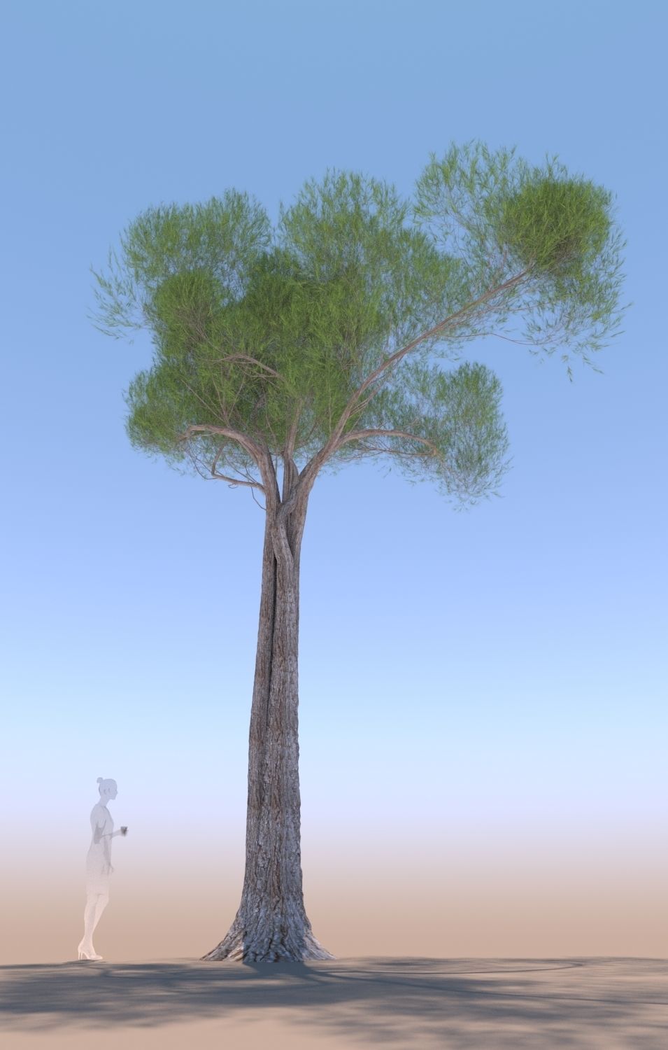 11 Pinus pinea stone pine trees 3D Model Collection_9