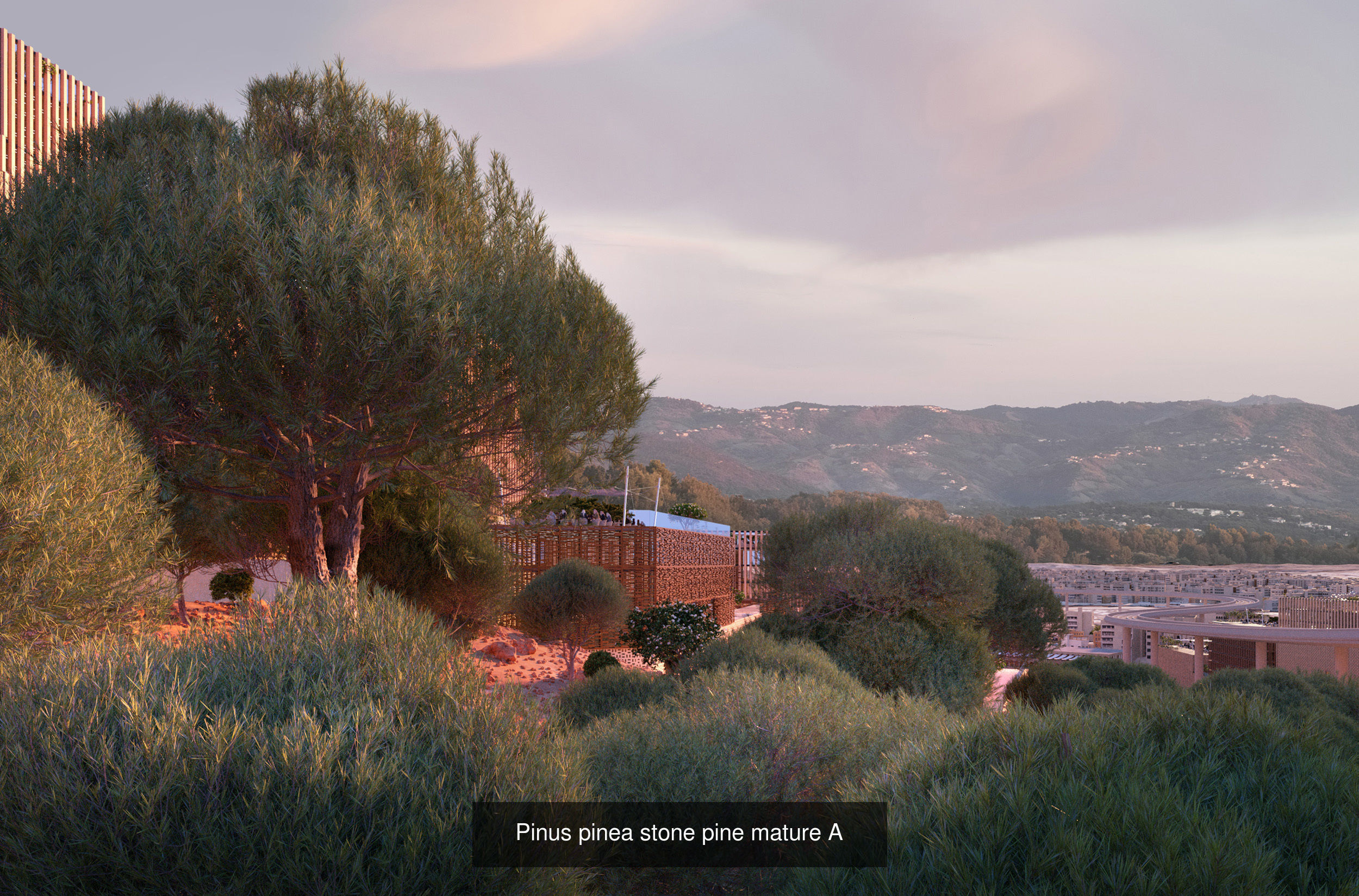 11 Pinus pinea stone pine trees 3D Model Collection_1