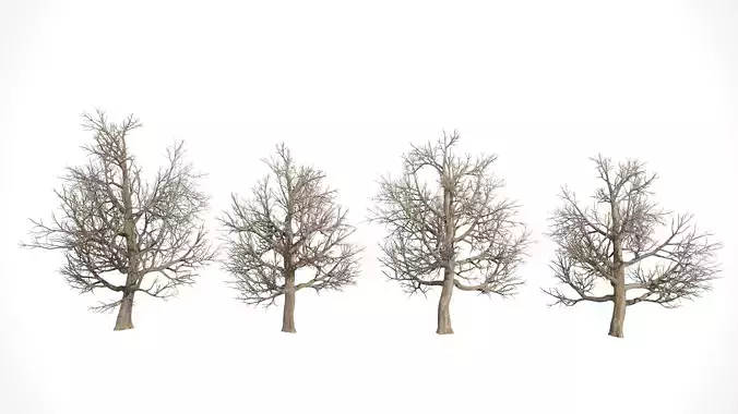 Tree Without Leaves Dry Trunk 4 Model Pack