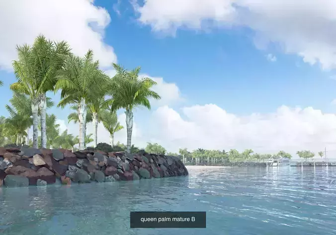 10 Gueen palm trees 3D Model Collection