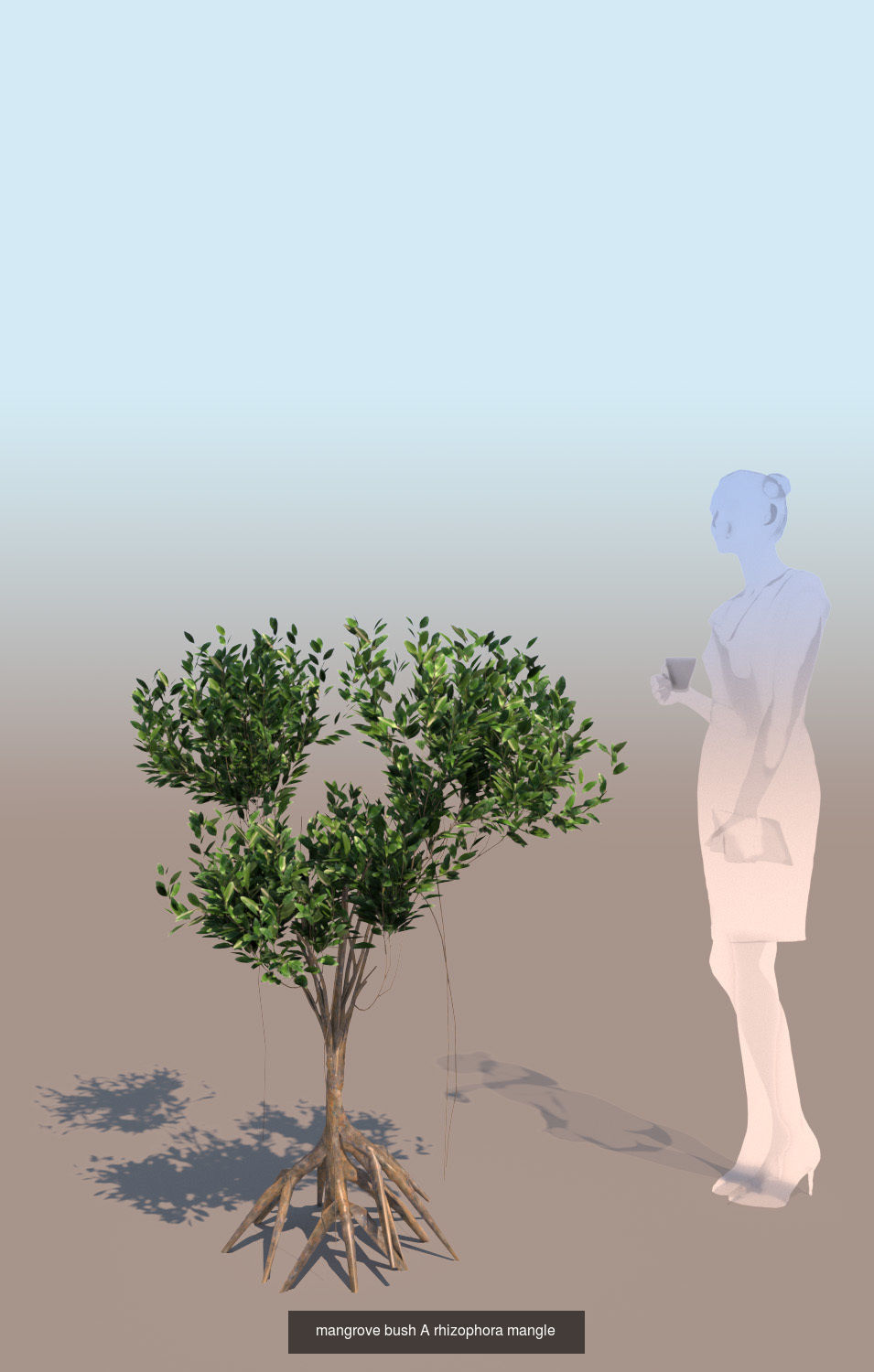 10 mangrove rhizophora mangle models 3D Model Collection_1