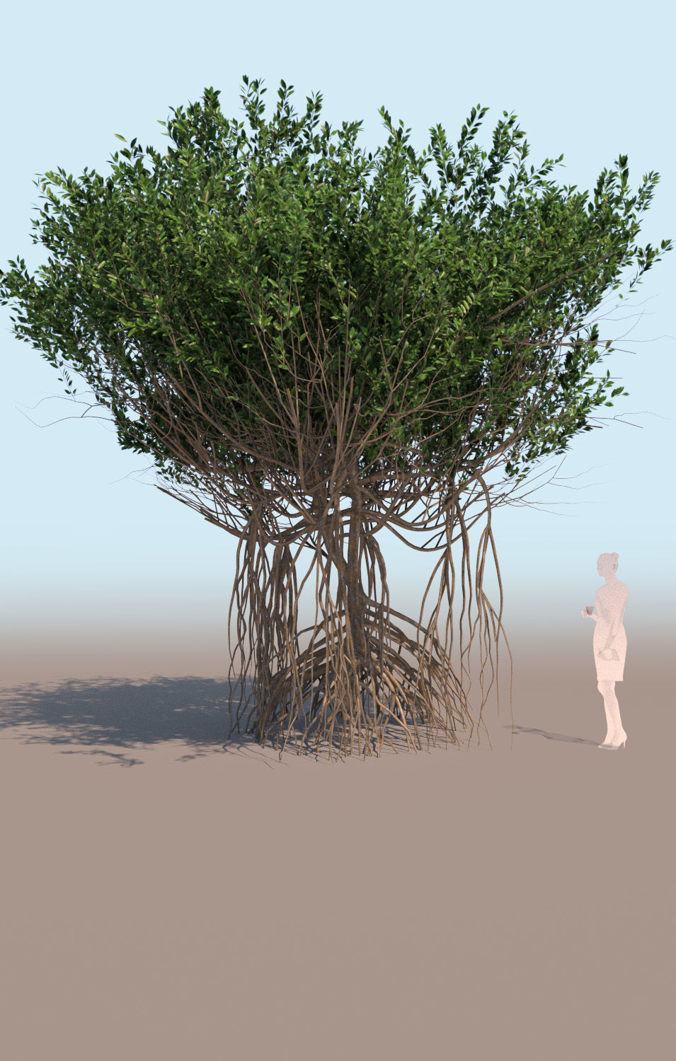10 mangrove rhizophora mangle models 3D Model Collection_16