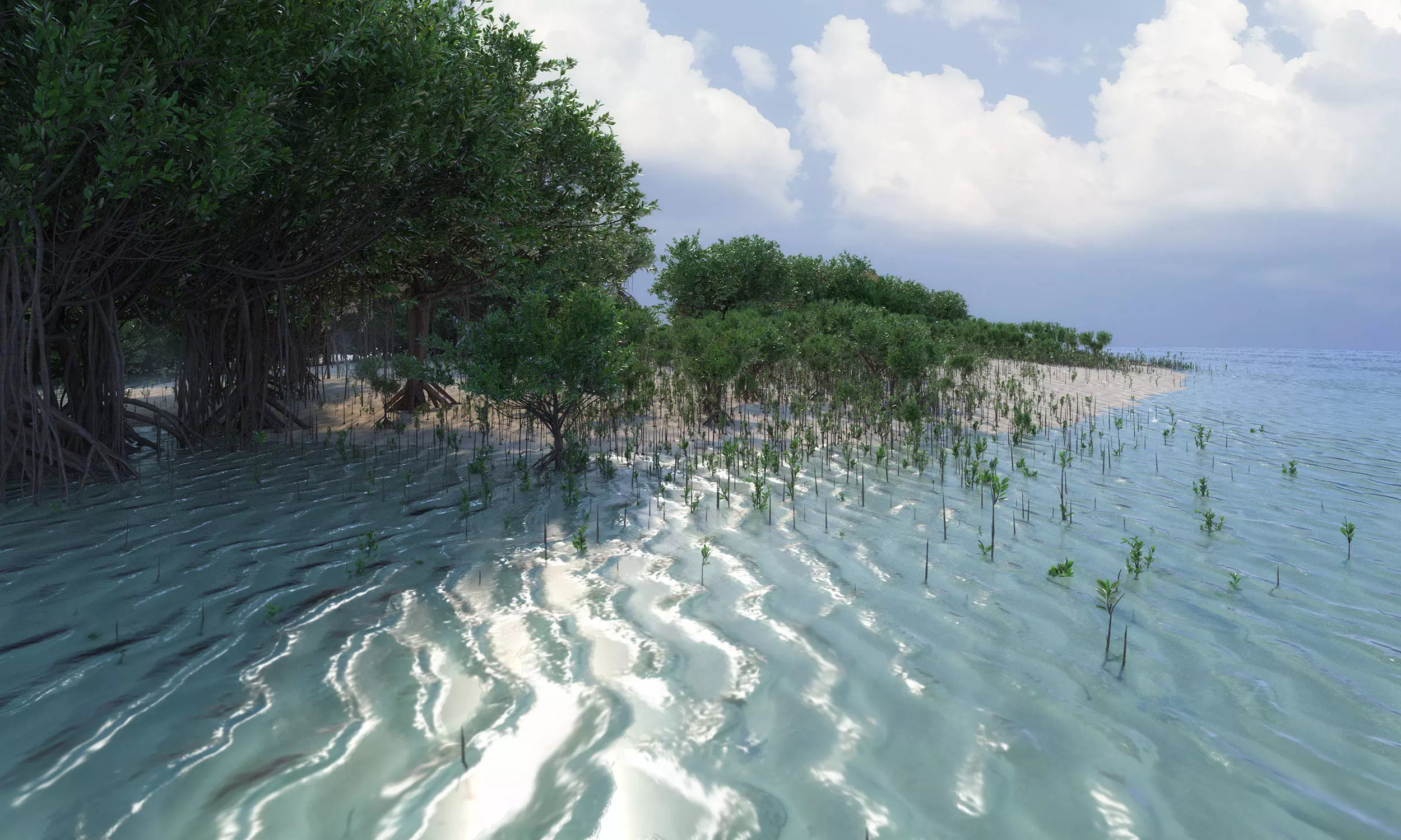 10 mangrove rhizophora mangle models 3D Model Collection_0