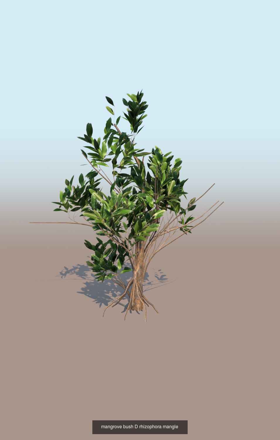 10 mangrove rhizophora mangle models 3D Model Collection_7