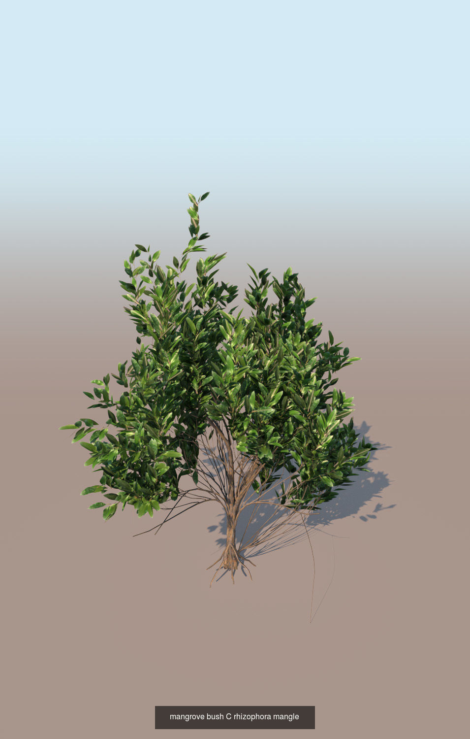 10 mangrove rhizophora mangle models 3D Model Collection_5