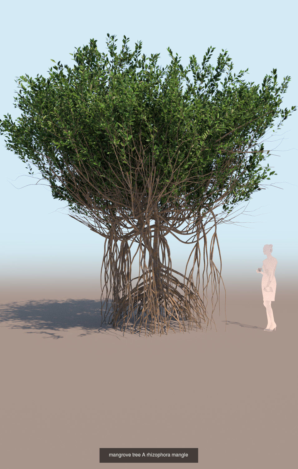 10 mangrove rhizophora mangle models 3D Model Collection_11