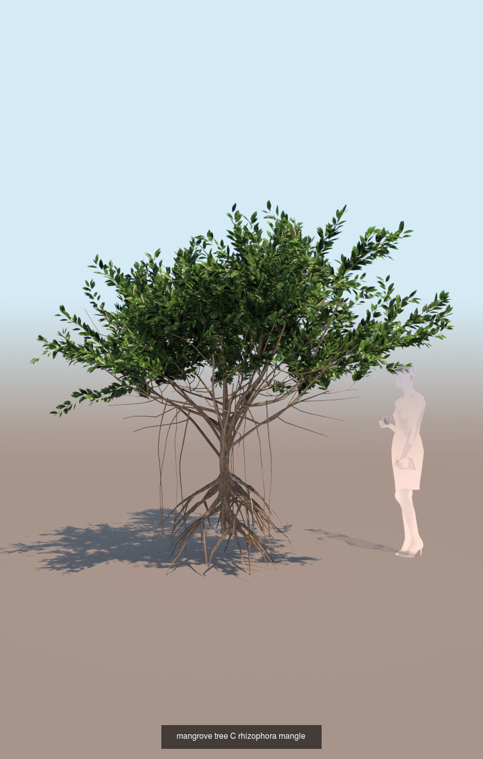 10 mangrove rhizophora mangle models 3D Model Collection_15