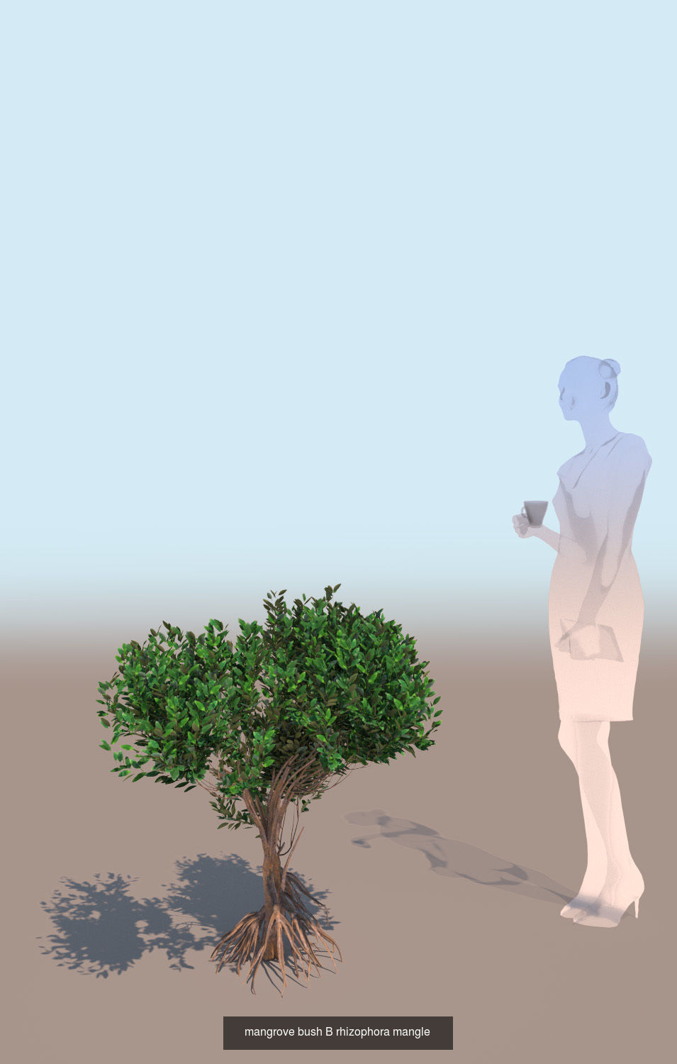 10 mangrove rhizophora mangle models 3D Model Collection_3