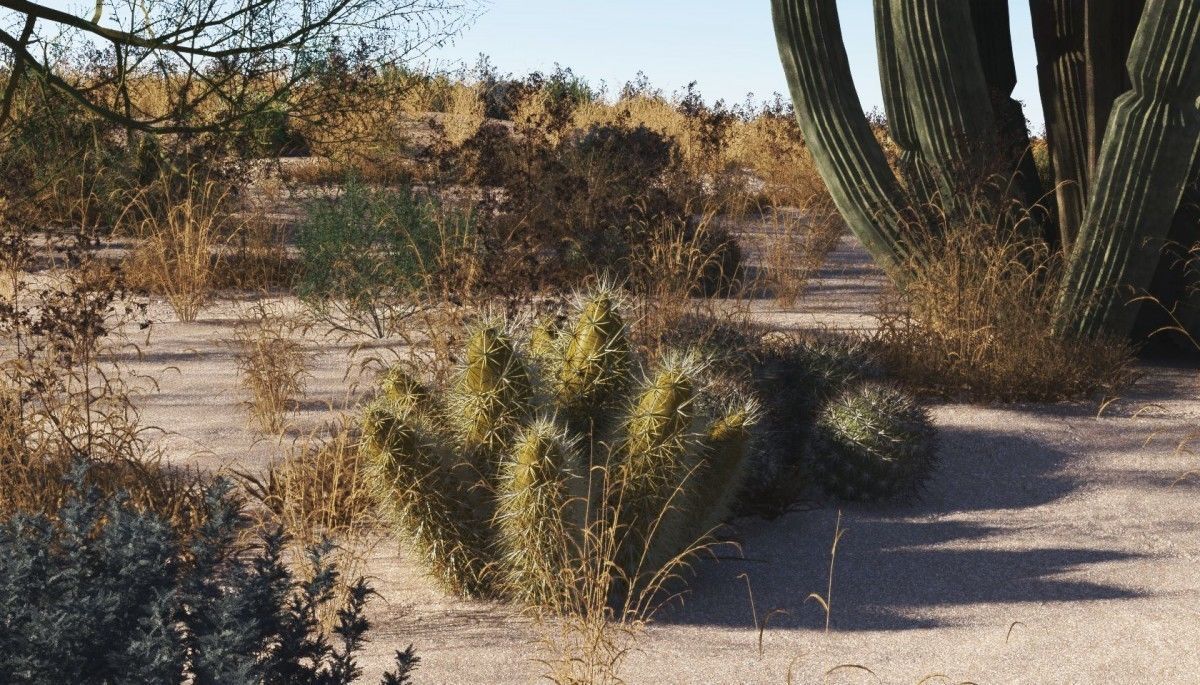 2020 XfrogPlants USA Southwest Library 3D model_4