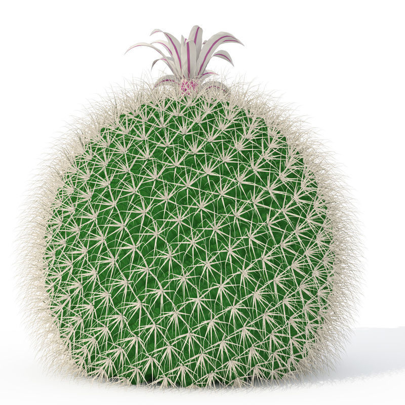 2020 XfrogPlants USA Southwest Library 3D model_9