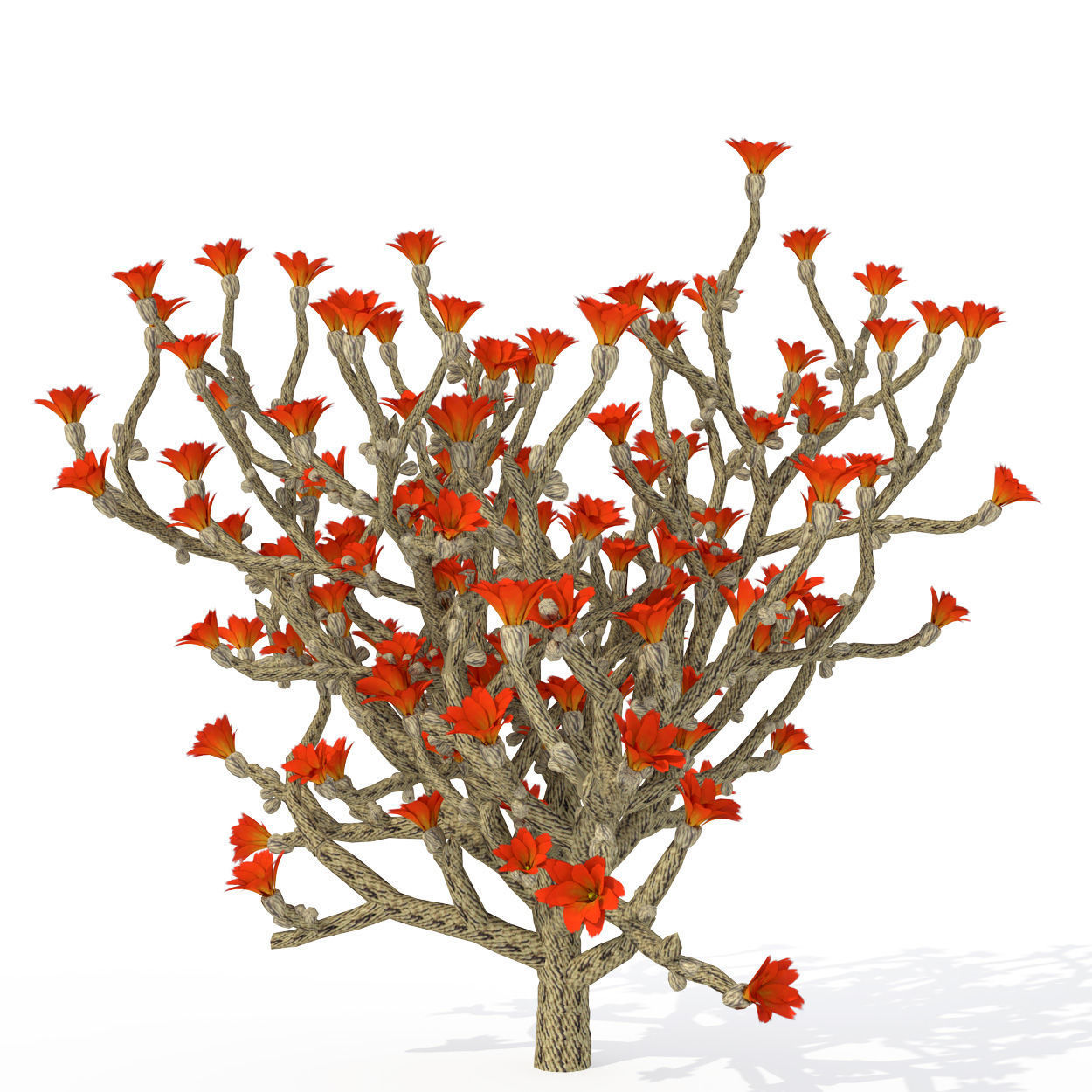 2020 XfrogPlants USA Southwest Library 3D model_8