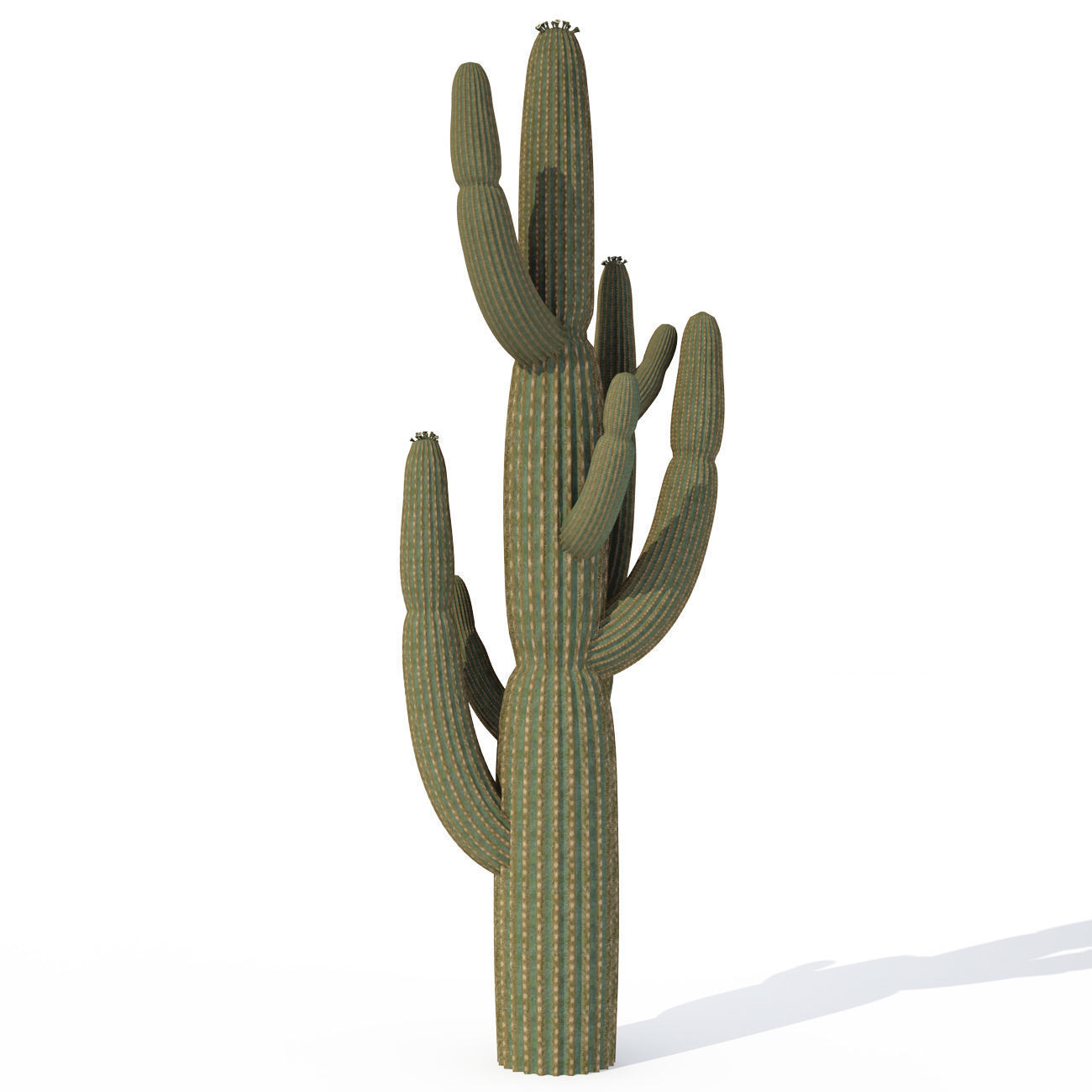 2020 XfrogPlants USA Southwest Library 3D model_6