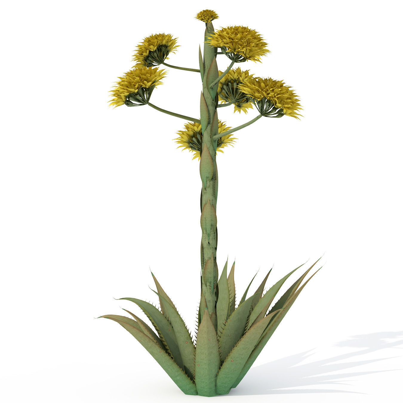 2020 XfrogPlants USA Southwest Library 3D model_12