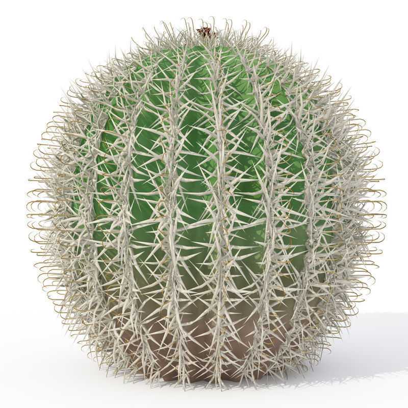 2020 XfrogPlants USA Southwest Library 3D model_7