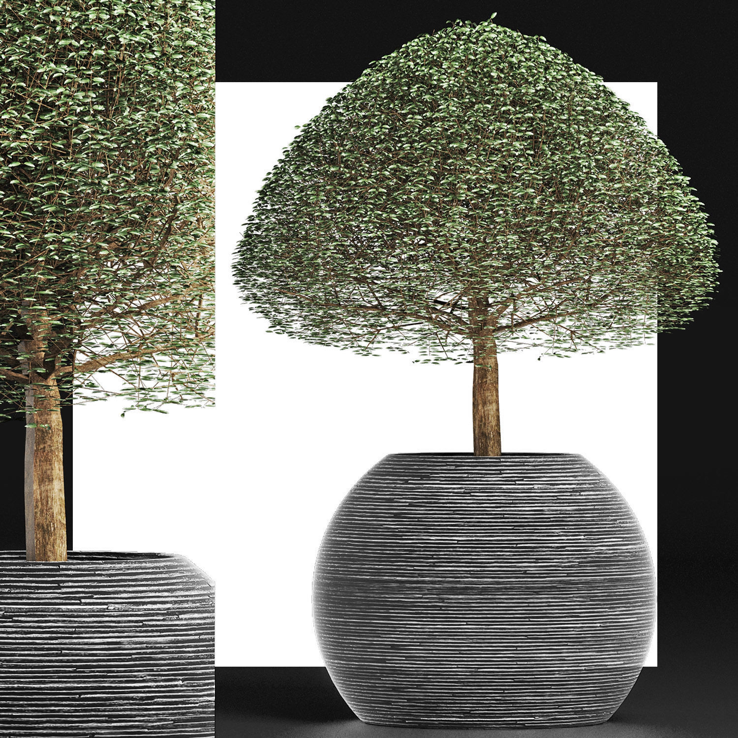 Plants Collection 176 Ligustrum Lucidum 3D model_6