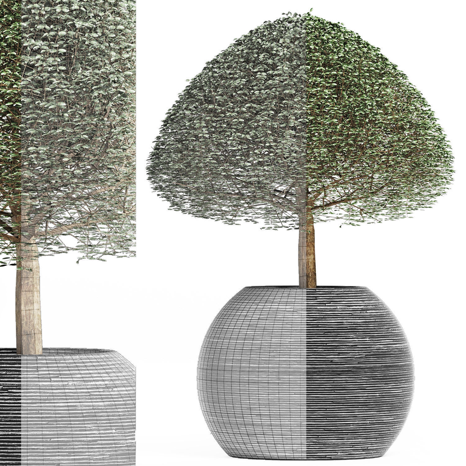 Plants Collection 176 Ligustrum Lucidum 3D model_9