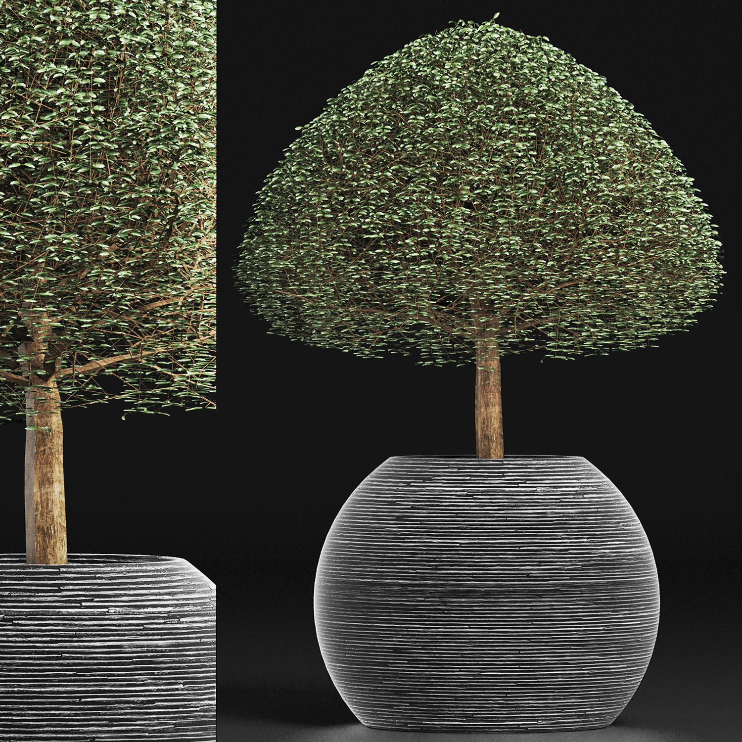 Plants Collection 176 Ligustrum Lucidum 3D model_3