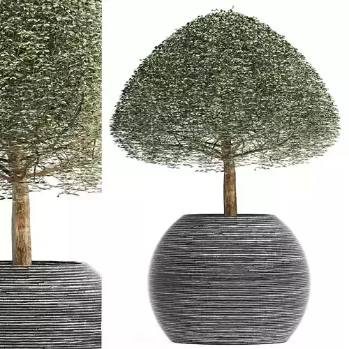 Plants Collection 176 Ligustrum Lucidum 3D model