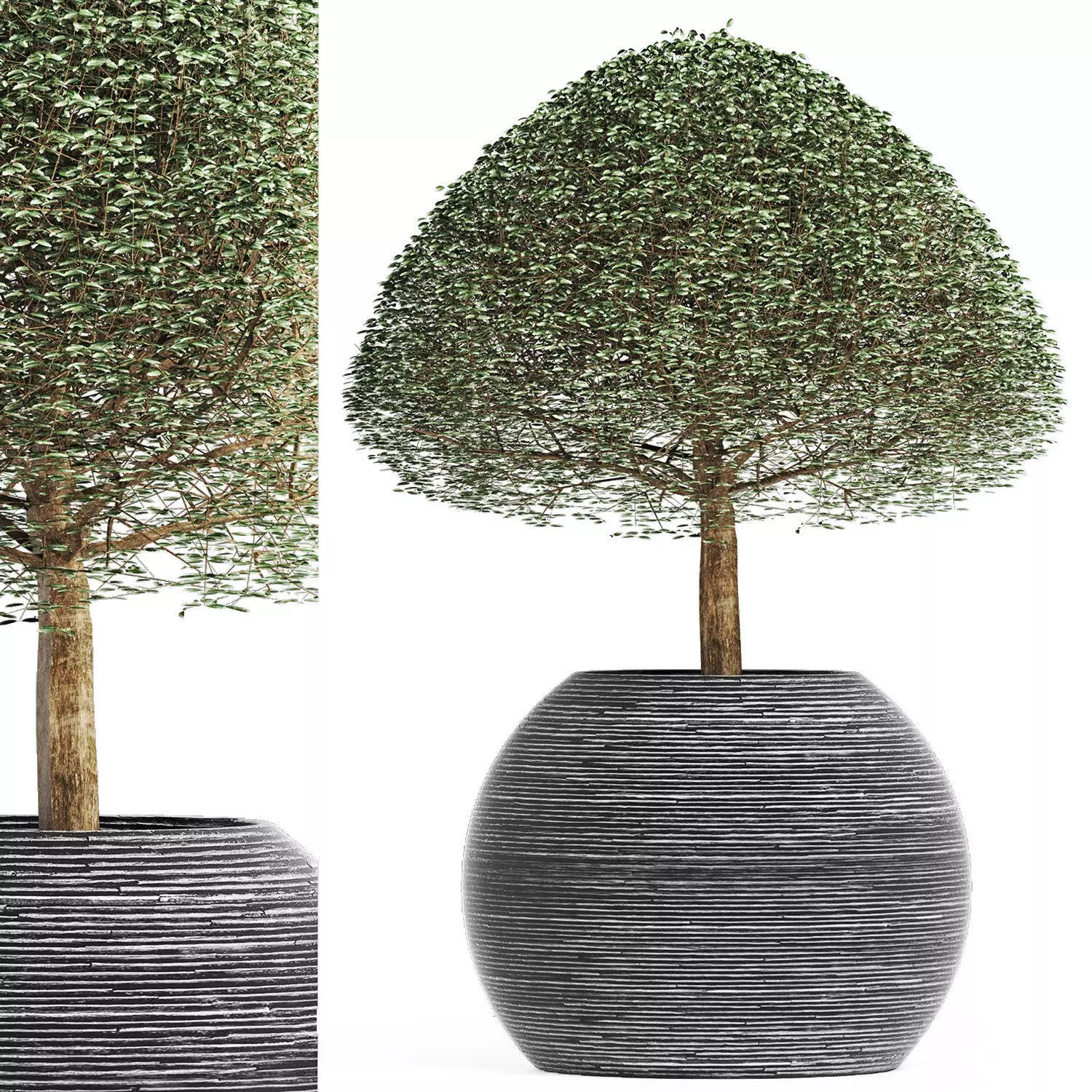 Plants Collection 176 Ligustrum Lucidum 3D model_0