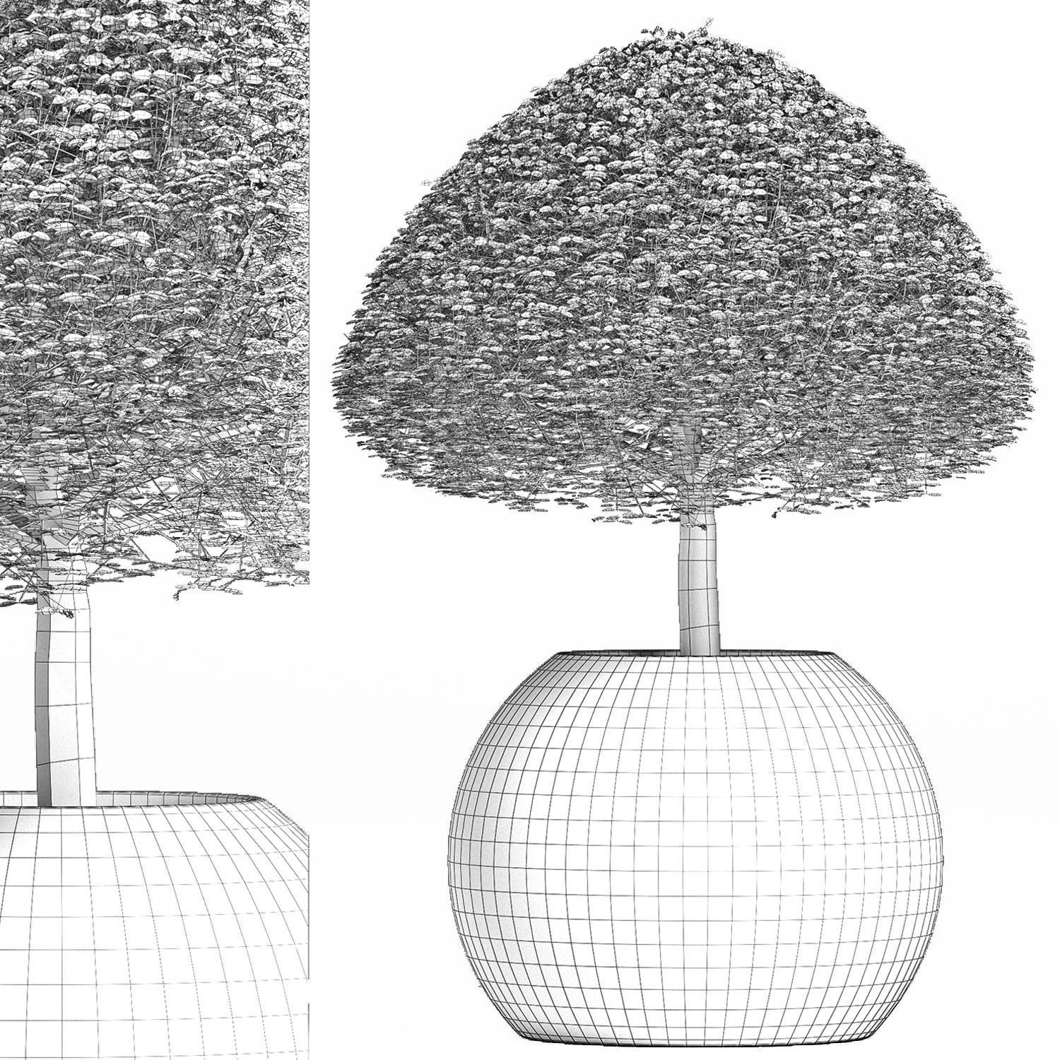 Plants Collection 176 Ligustrum Lucidum 3D model_8