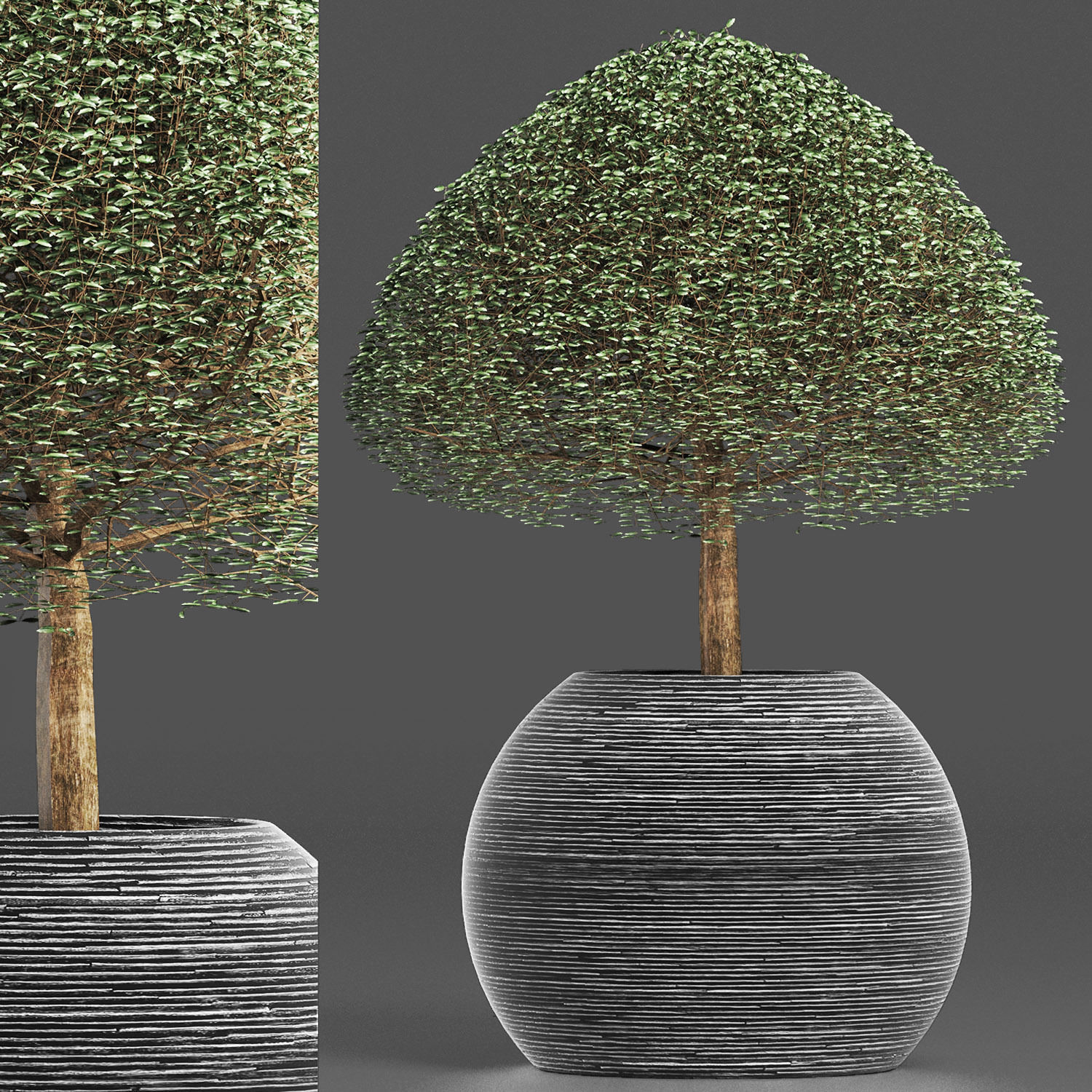 Plants Collection 176 Ligustrum Lucidum 3D model_4