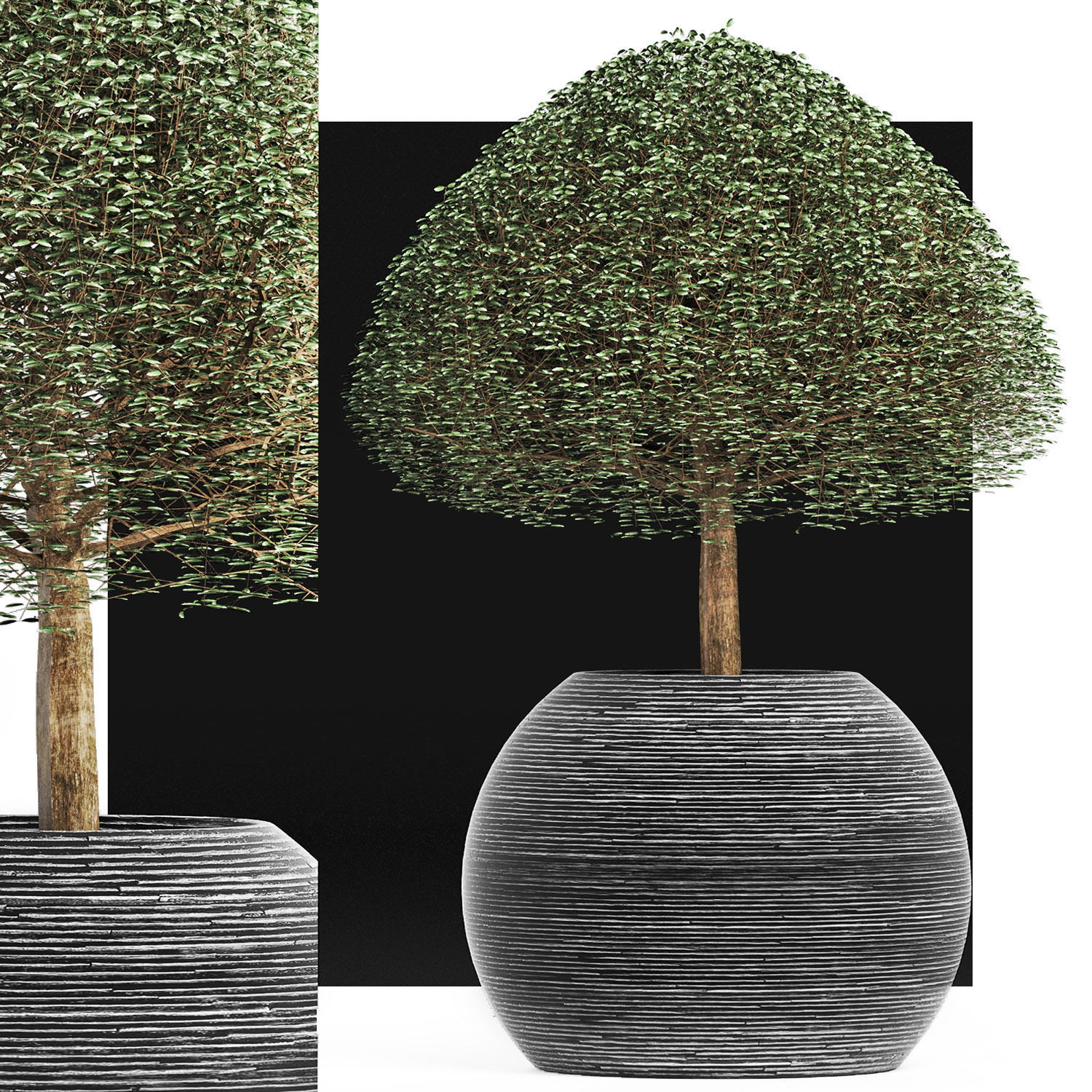 Plants Collection 176 Ligustrum Lucidum 3D model_7