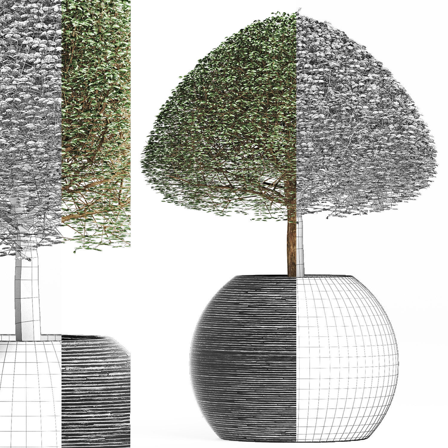 Plants Collection 176 Ligustrum Lucidum 3D model_1