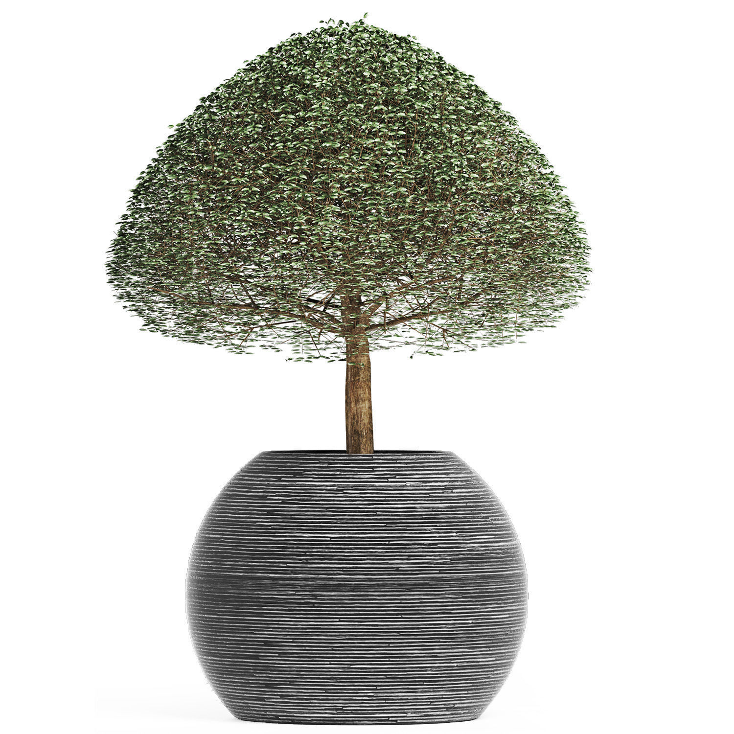 Plants Collection 176 Ligustrum Lucidum 3D model_2