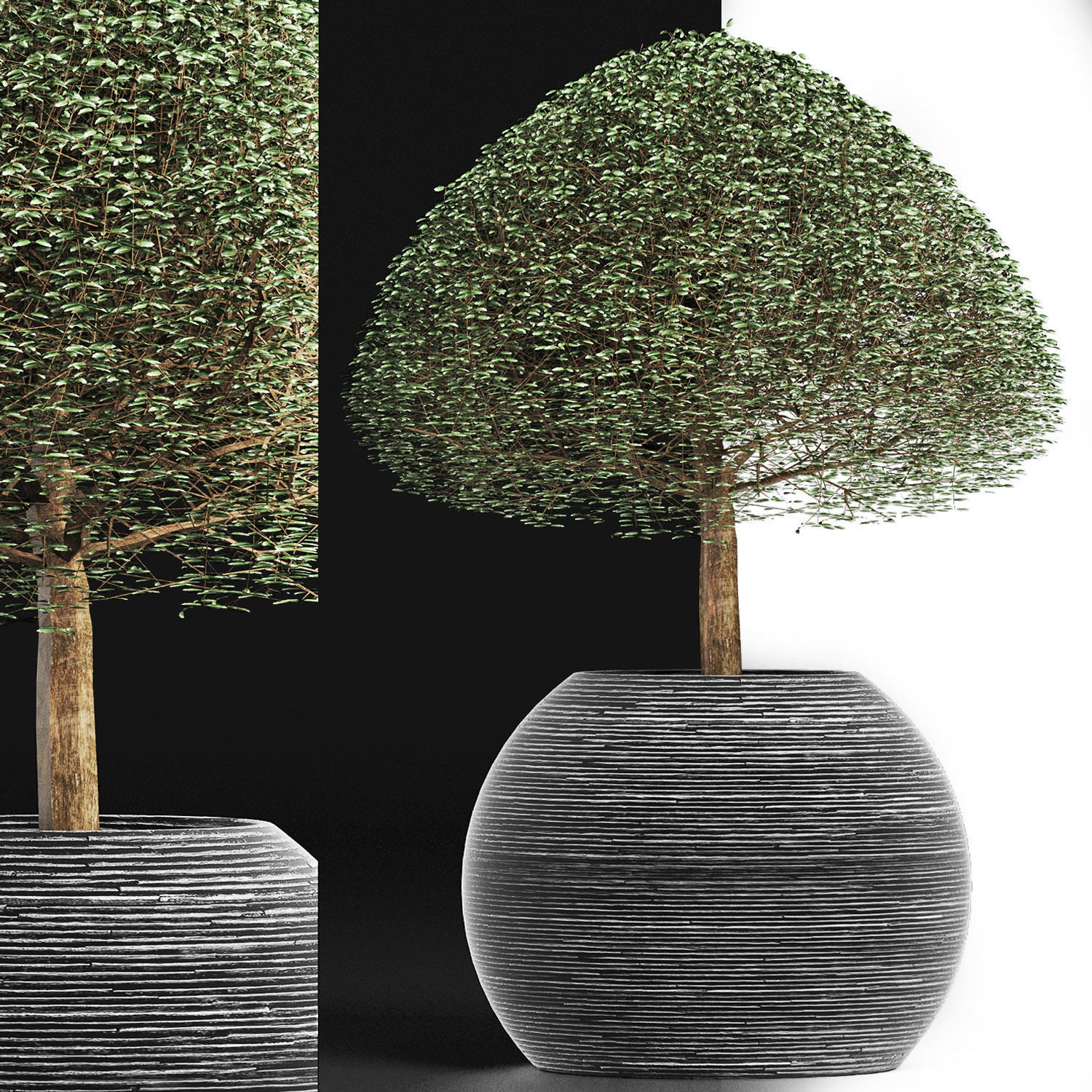 Plants Collection 176 Ligustrum Lucidum 3D model_5