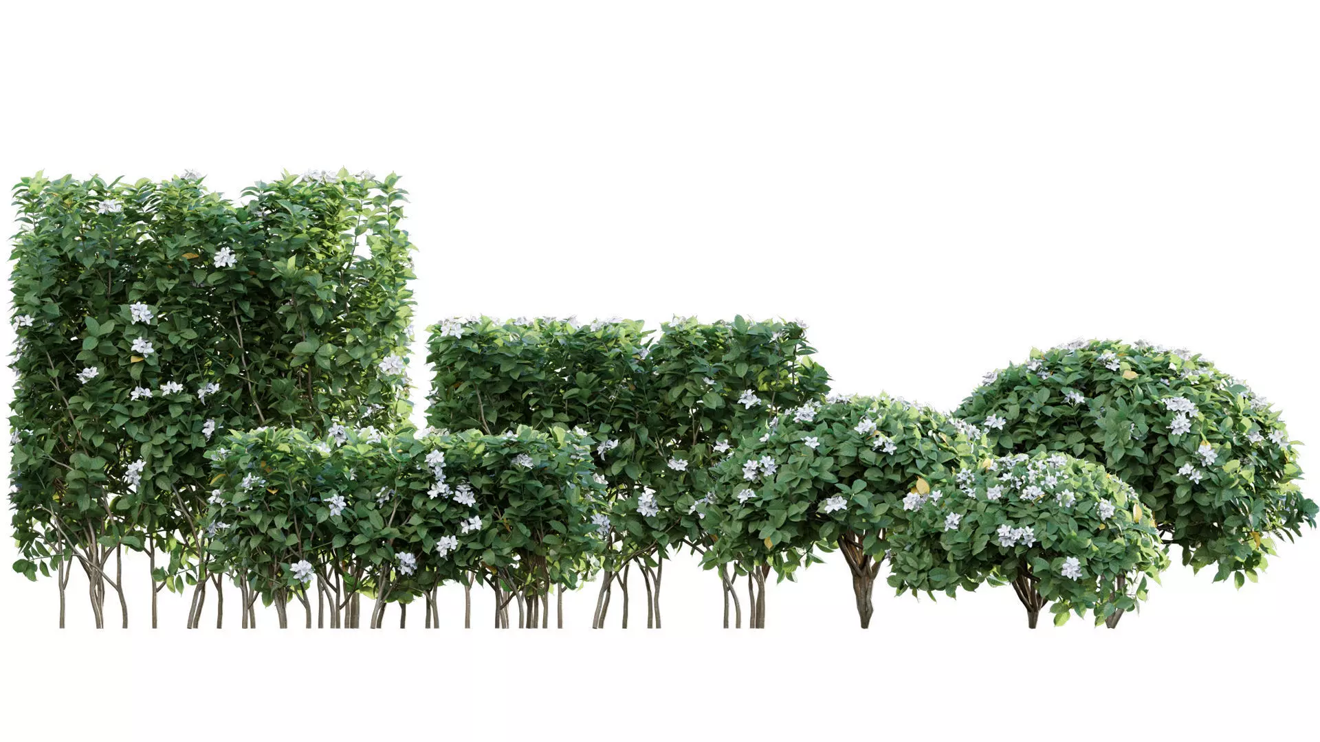 Tabernaemontana divaricata - Crape jasmine - 02 3D model