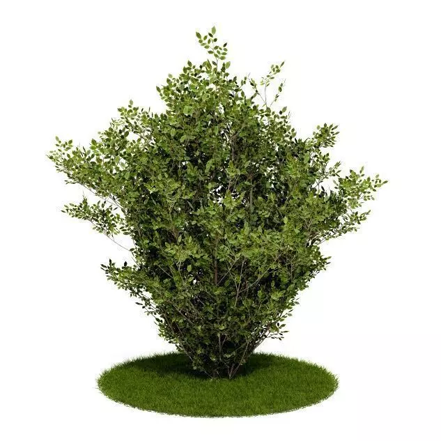 Shrub Bush And Grass 3D model_0