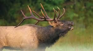 Elk  the big deer 3D model_3