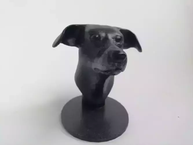 Dog head
