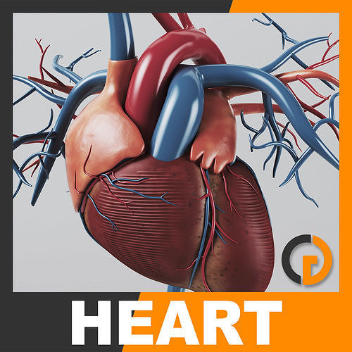 Human Heart - Anatomy 3D model