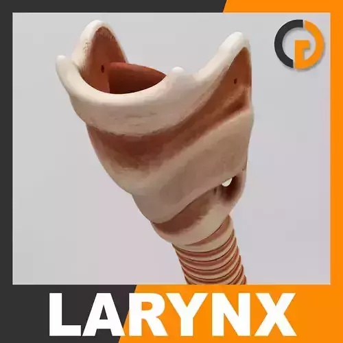 Human Larynx - Anatomy 3D model
