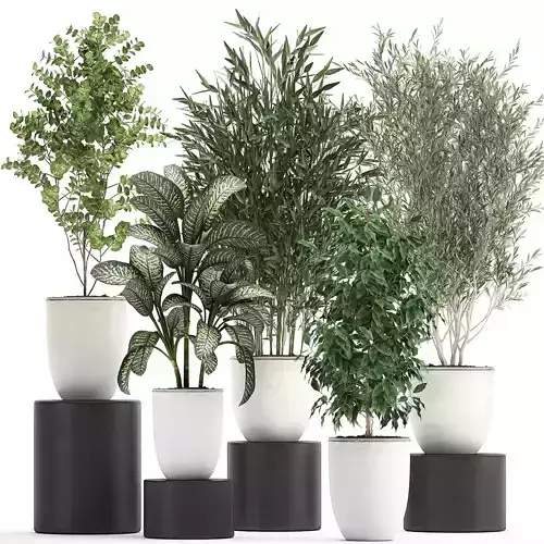 Collection of decorative trees in white flowerpots 819