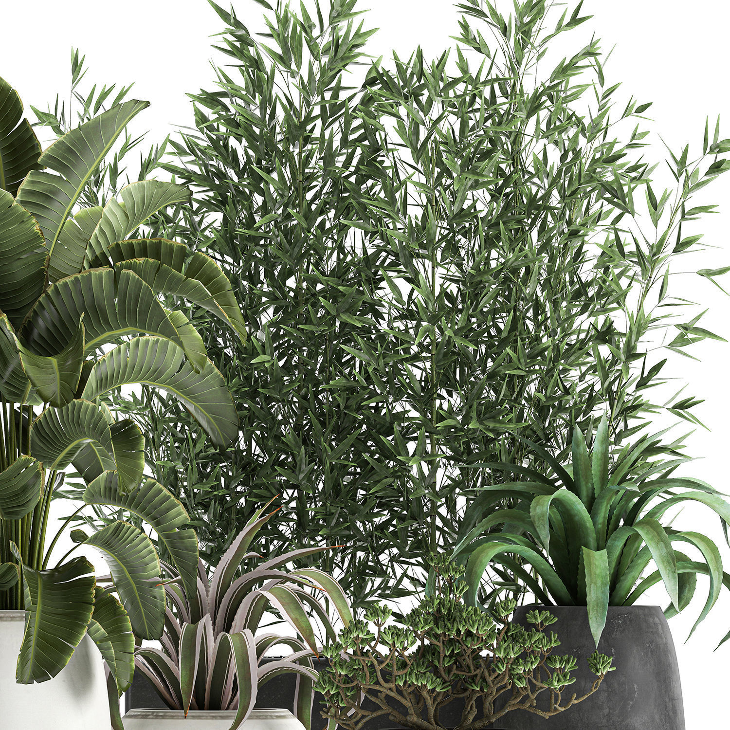 Collection of decorative plants in flowerpots 820 3D model_5