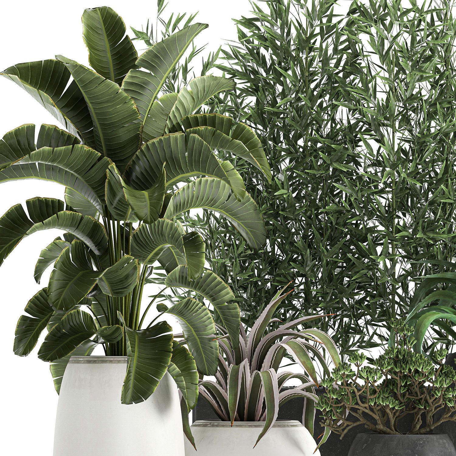 Collection of decorative plants in flowerpots 820 3D model_3