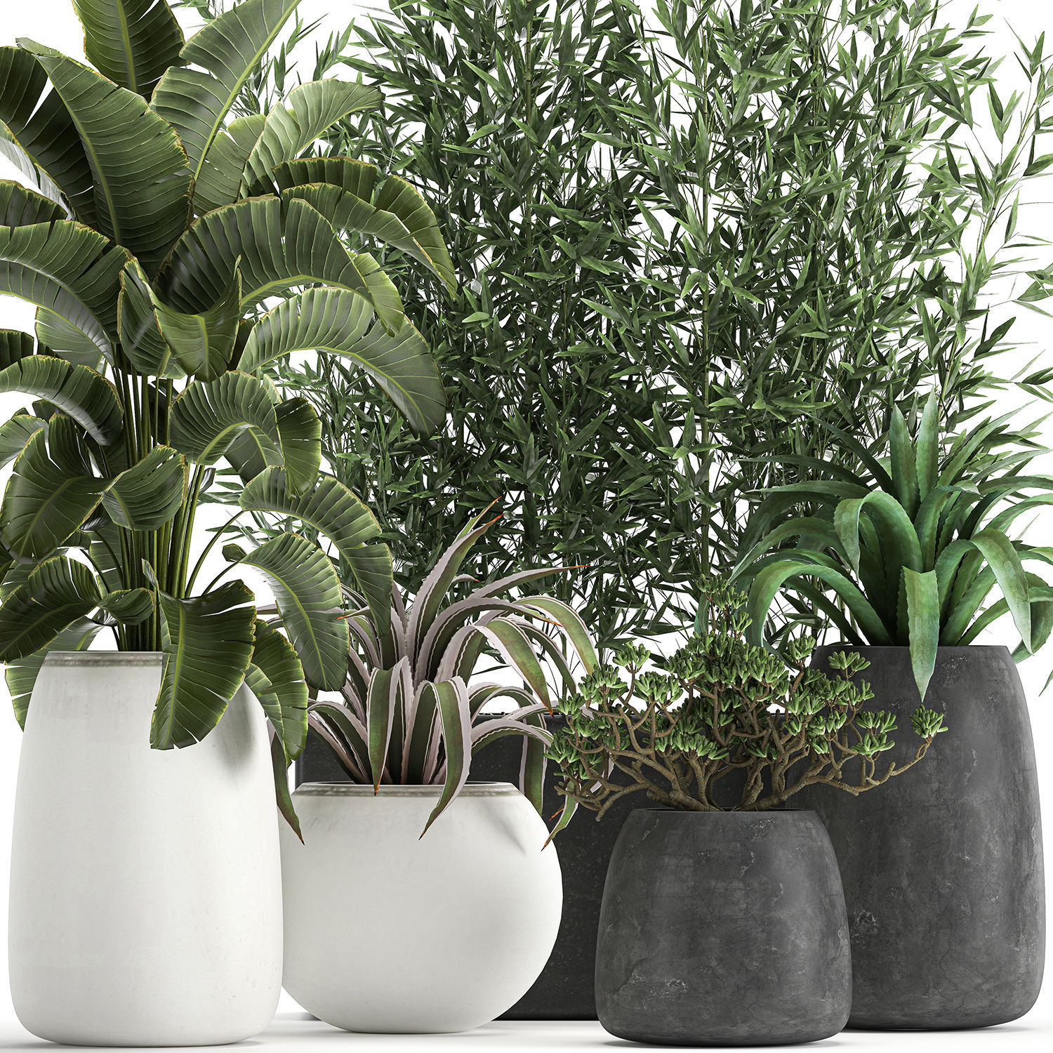 Collection of decorative plants in flowerpots 820 3D model_1