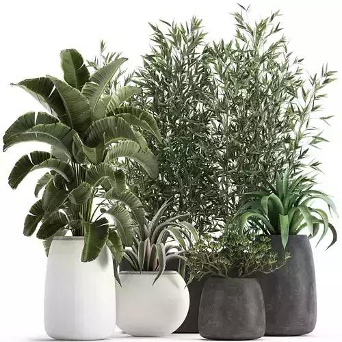 Collection of decorative plants in flowerpots 820 3D model