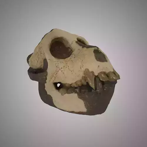 Skull Aegyptopithecus Zeuxis Low Poly with textures 4k