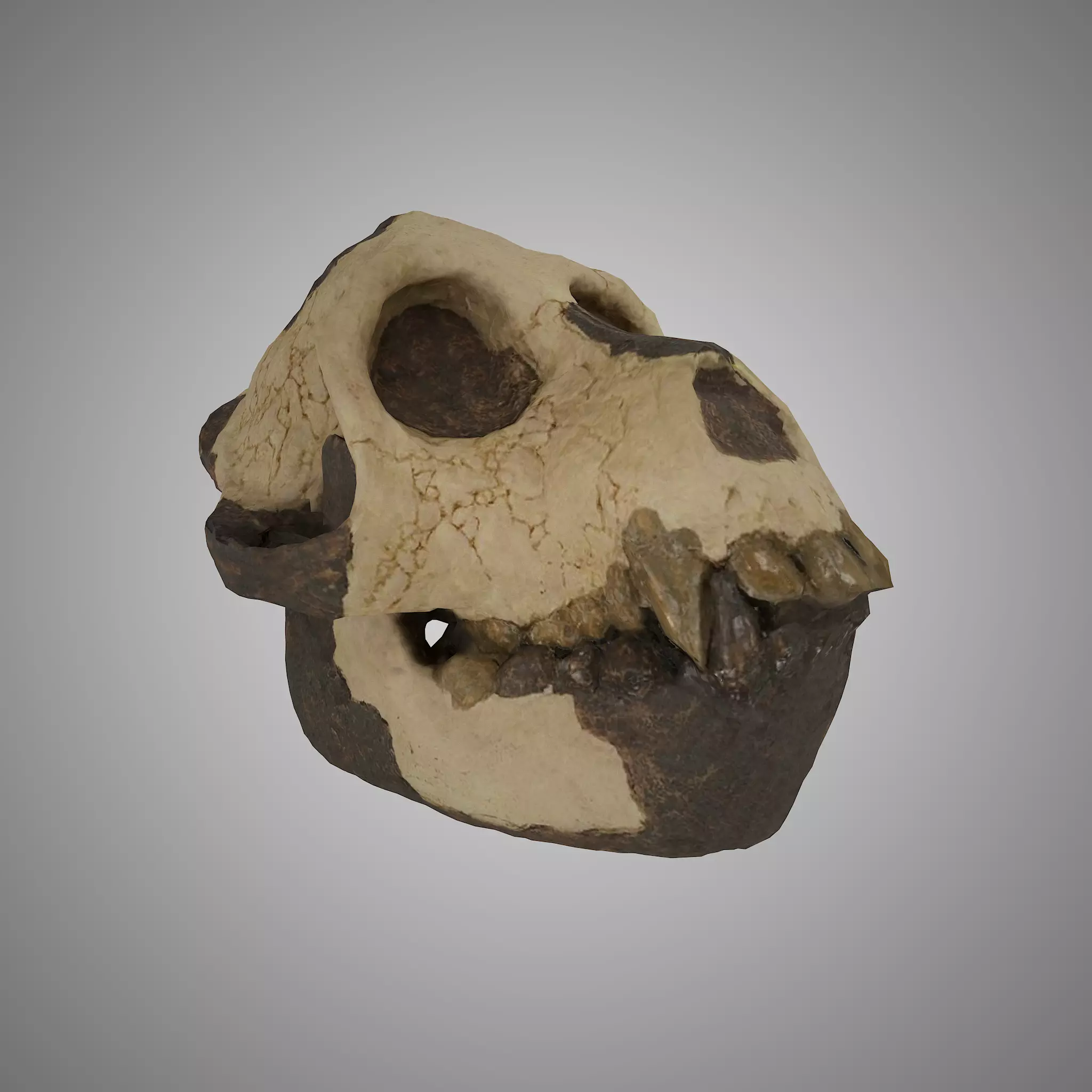 Skull Aegyptopithecus Zeuxis Low Poly with textures 4k Free low-poly 3D model_0