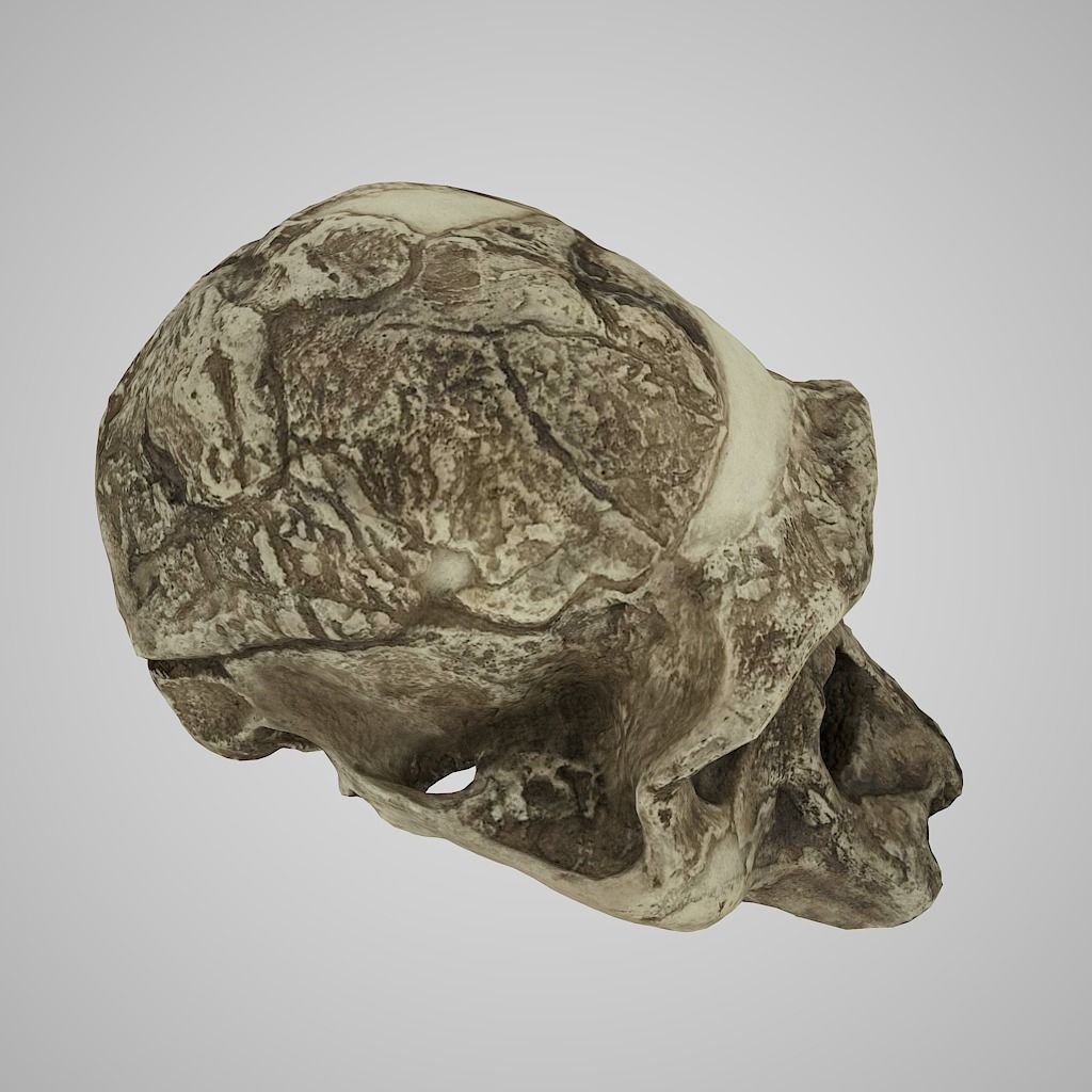 Realistic Australopithecus Africanus Mrs Ples Low-poly 3D model_3