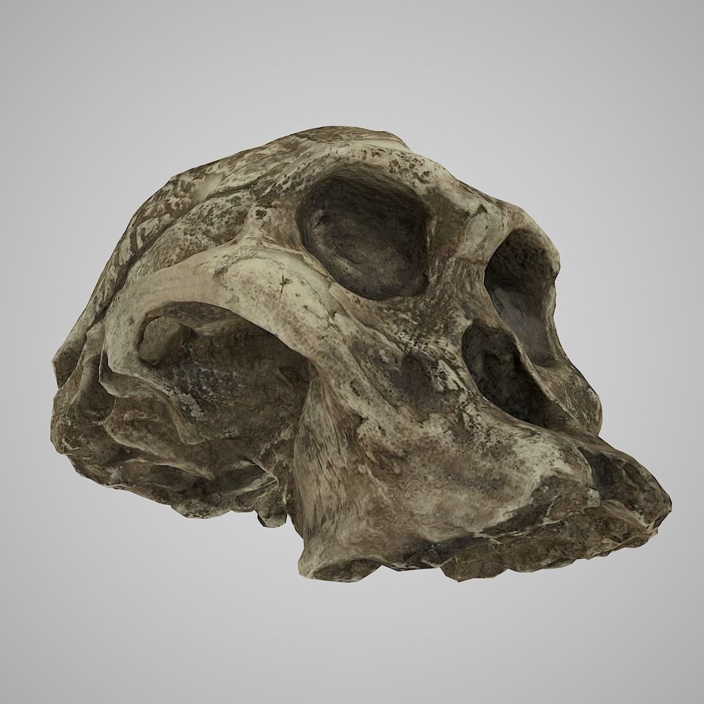 Realistic Australopithecus Africanus Mrs Ples Low-poly 3D model_2