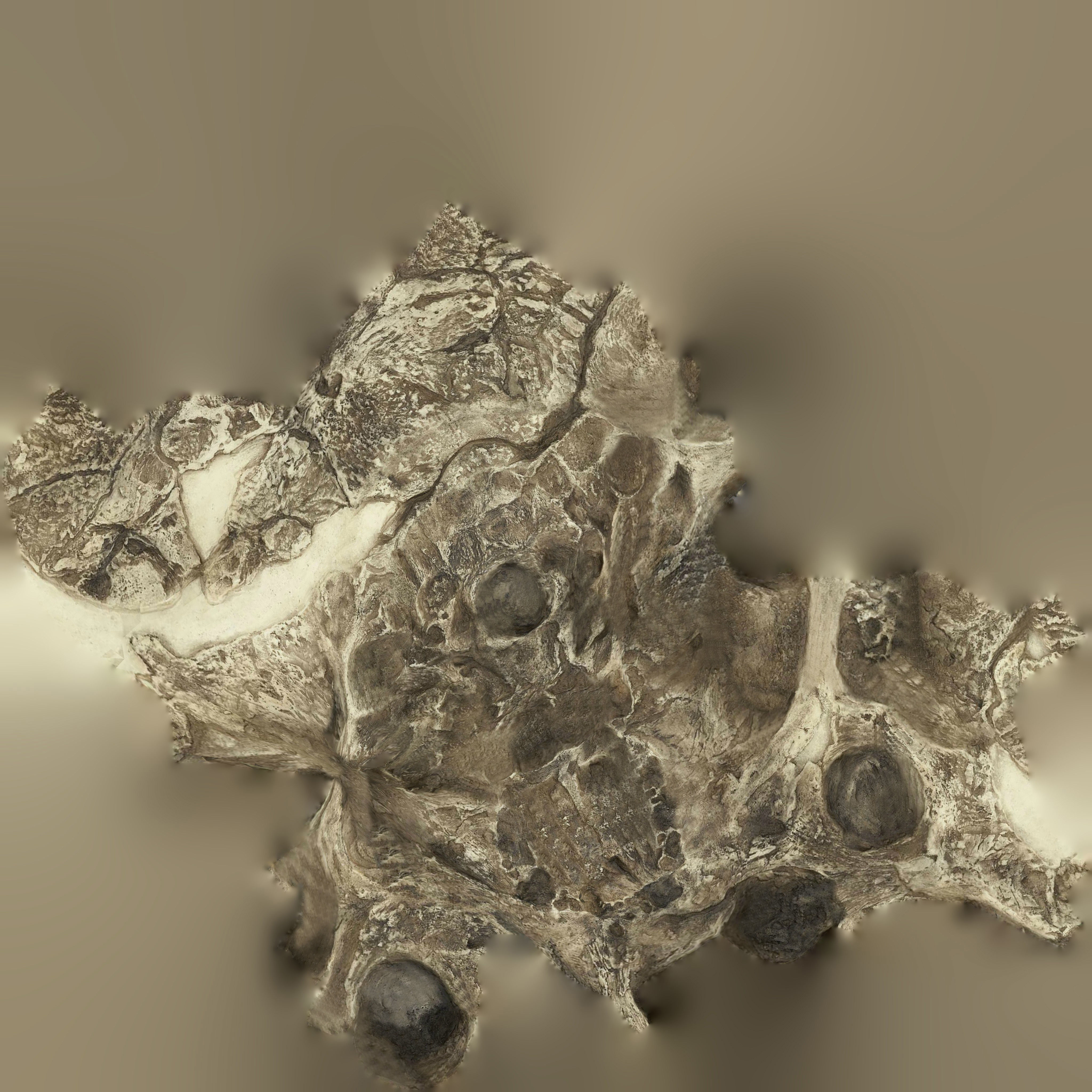 Realistic Australopithecus Africanus Mrs Ples Low-poly 3D model_6