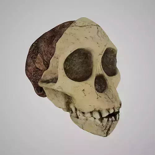  3D Skull Realistic Australopithecus Africanus Taung Child model