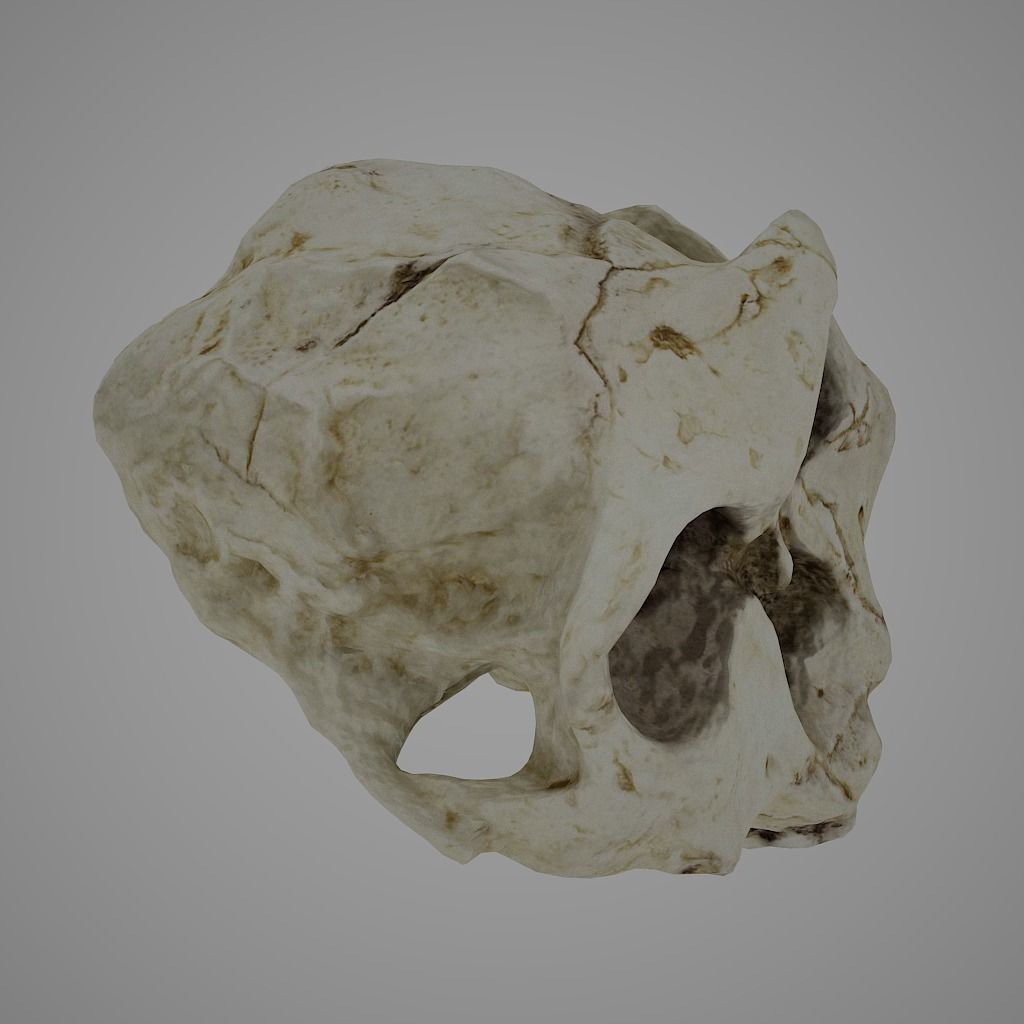  Skull Realistic Australopithecus Robustus 3D model Low-poly 3D model_4